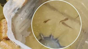 Чем кормить мальков цихлид