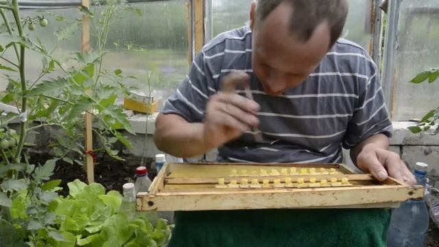 Карника Тройзек 1075 Прививка личинок Часть 2 смотреть онлайн