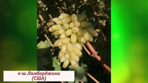 Сорта и ГФ винограда Король Вячеслава Россия г.Краснодар 2021 год