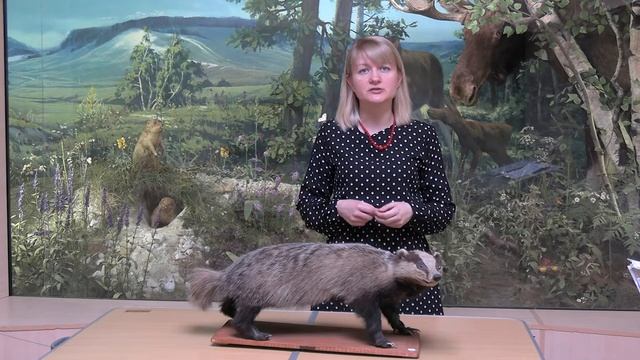 Рубрика "Незнакомые знакомцы". Барсук смотреть онлайн