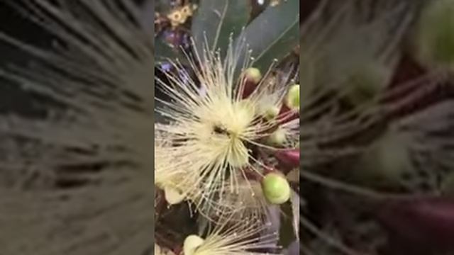 Rose Apple Syzygium jambos blossom