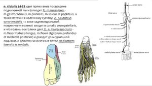 Крестцовое сплетение (plexus sacralis)