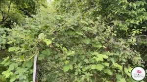 ОСОБЕННОСТИ ВЫРАЩИВАНИЯ РЕМОНТАНТНОЙ МАЛИНЫ И КЛУБНИКИ