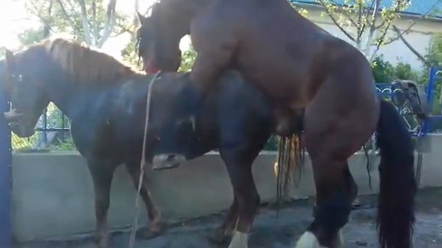 Коні Ваговози .ХАРІ ПРАЦЮЄ смотреть онлайн