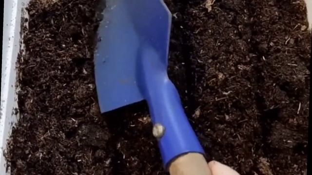 ?Сеем ВИОЛУ ? Самый простой способ❗#какпосеять