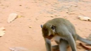 Mother Monkey Kills Her Baby