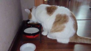 Котик решил поесть