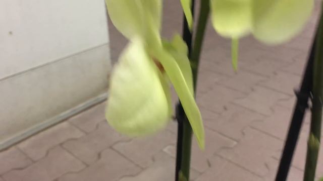 Завоз в Оби орхидей с названиями от JMP 8 января 2020 г. Фронтера, Феррара, Майя и тд смотреть онлайн