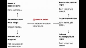Крестцовое Сплетение - Как Быстро выучить, Просто и Понятно!