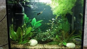 Мой аквариум 60 л.Треш в моём аквариуме.#Будни аквариума