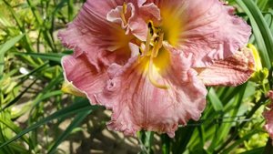 Лилейник Мэджик Аметист . Hemerocallis Magic Amethyst .