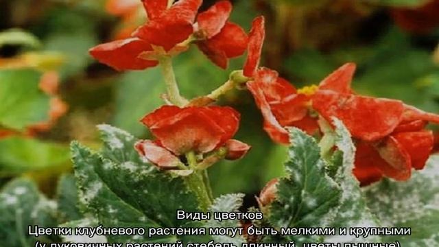 Бегония клубневая — правила посадки и ухода