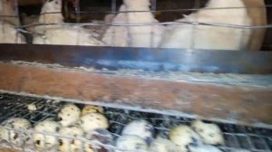 Норма посадки перепелов.