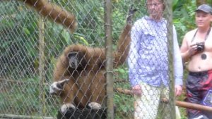 Гиббоны отжигают