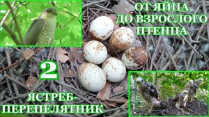 От яйца до взрослого птенца. Ястреб-перепелятник ( Accipiter nisus ). 2 часть