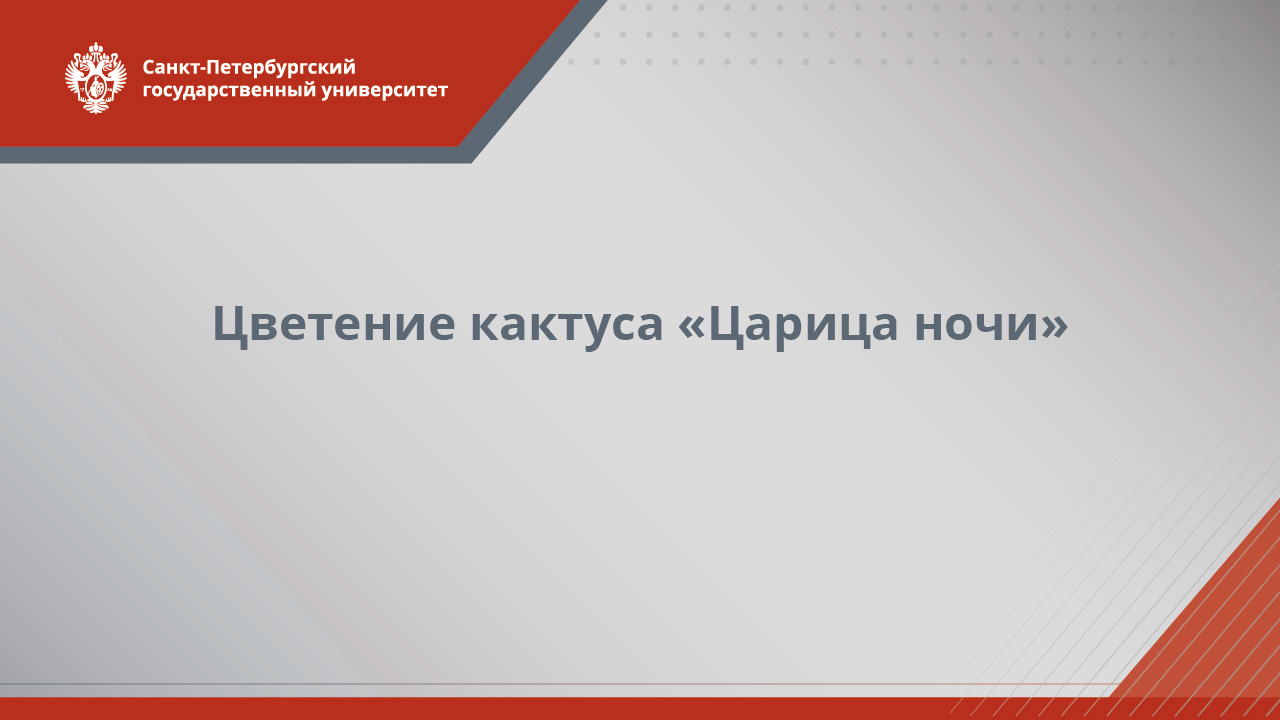 Цветение кактуса «Царица ночи»