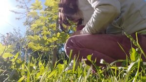 Ландыши. Уход за ландышами.