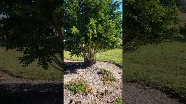 Tiger Bark Ficus, Golden Gate Ficus, Ficus retusa zone 9 south west Florida