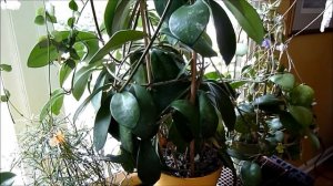 A Visit with Hoya diversifolia
