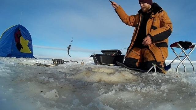 Навага, Белое море, Параниха, бешеный клев.