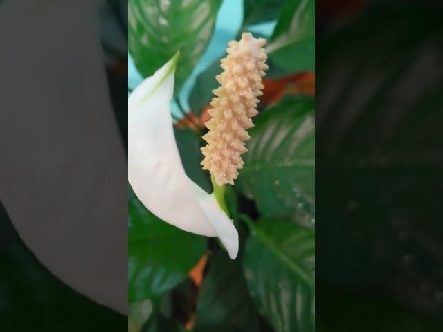 Красивый Комнатный Цветок Спатифиллум
