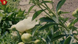 Когда Пионы НЕ цветут. Причины отсутствия цветения пиона