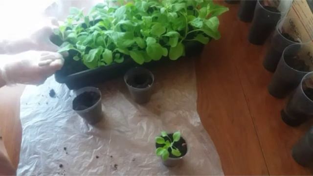 Как пикировать рассаду петунии. Вторая пикировка петунии. смотреть онлайн