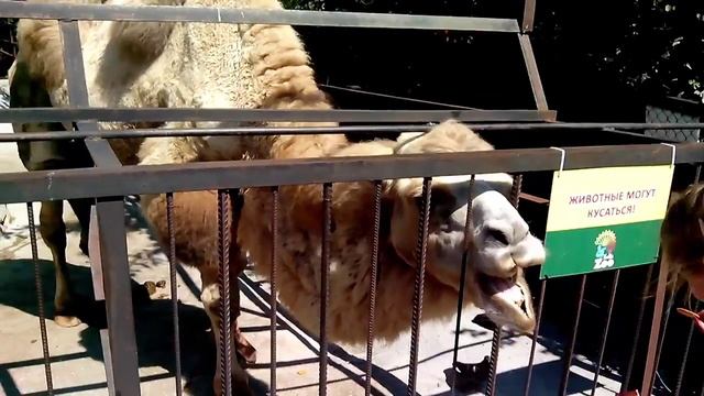 Крым Зоопарк в Ялте Супер верблюд / Crimea Zoo in Yalta Super camel смотреть онлайн