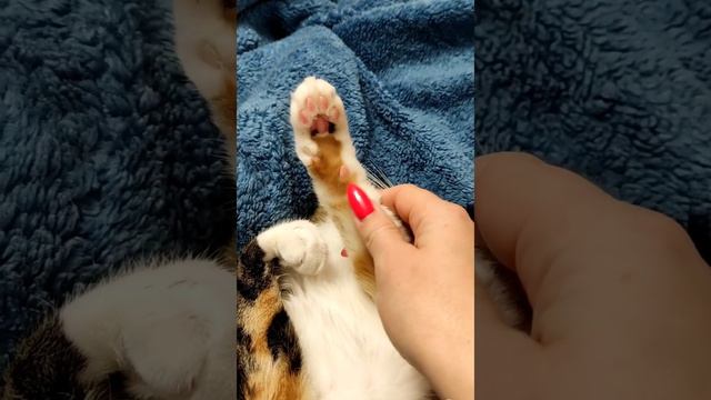 Массаж кошачьих лапок смотреть онлайн