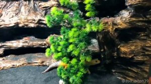 Угловой террариум для эублефара своимируками