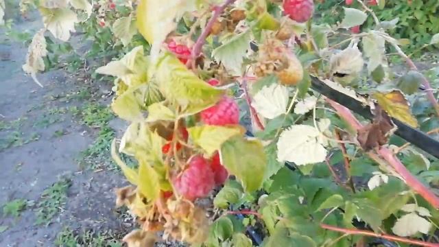 Малина Химбо - Топ, 9 октября. смотреть онлайн