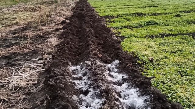 Посадка озимого чеснока. Какие правила я применяю у себя на усадьбе. смотреть онлайн