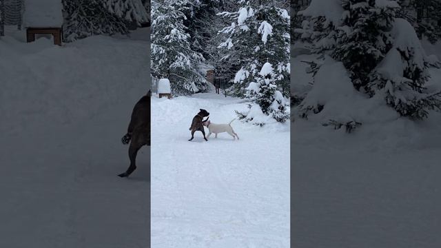 Испанский Алано и Бультертер 🔥😎🐕