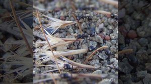 Муравьи степные жнецы.