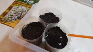 Дихондра//Посев семян