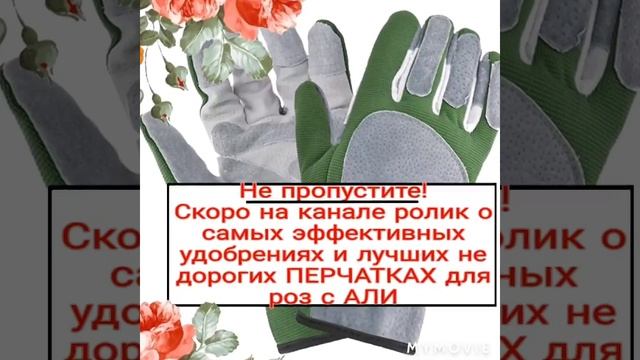 Не пропустите! Тест перчаток для роз с АЛИ! Лучшие удобрения на следующий сезон! смотреть онлайн