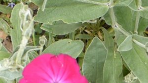 Dusty miller - Lychnis coronaria - Ástarlogi -  Roðahetta - Sumarblóm - Villiplöntur