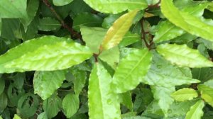 Абхазия 2017. Апсны. Отдых. Travel. Цены. Отзывы. 5. Курорт Гагра. Горы. Флора. Лавр. Лавровый лист