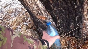 АБВГАТ-life и Сибирские кабаны с воздуха, березовый сок в апреле