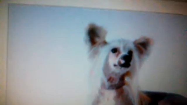 Разные виды животных смотреть онлайн