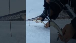 ловля нельмы зимой