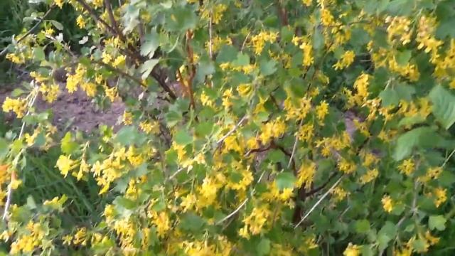 Смородина ЗОЛОТИСТАЯ - солнечное чудо ! смотреть онлайн