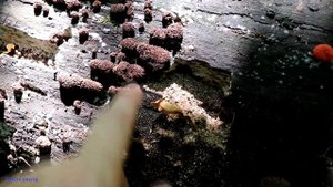 Слизевик ТУБИФЕРА РЖАВАЯ | ОПАСНЫ ЛИ СЛИЗЕВИКИ?