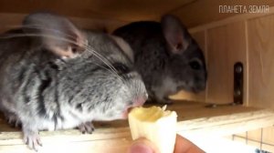 Шиншиллы: Самые пушистые домашние питомцы | Интересные факты про шиншилл