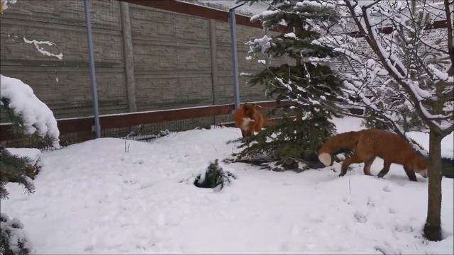 Лис Альф и лисица Василиса. Снег-это счастье и веселые игры!