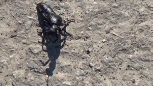 Большой черный жук и видео про жуков