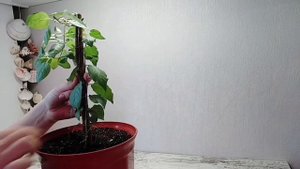 ФУКСИЯ НА ШТАМБЕ * ЦВЕТЕНИЕ * ЗИМОВКА В ПОДВАЛЕ.