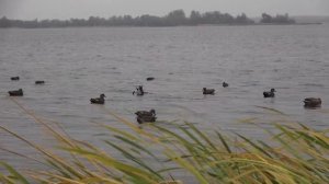 Охота на утку на воде с чучелами. Часть 1.