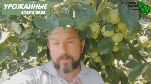 МУРАВЬИ в саду? ПРОСТОЙ И РАБОЧИЙ СПОСОБ забыть о муравьях и тлях!
