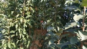 РАНЕТ РОШЕТ,  ЗОЛОТОЙ РАНЕТ  -КОЛОНОВИДНЫЕ РАЙСКИЕ ЯБЛОЧКИ В НАШЕМ САДУ